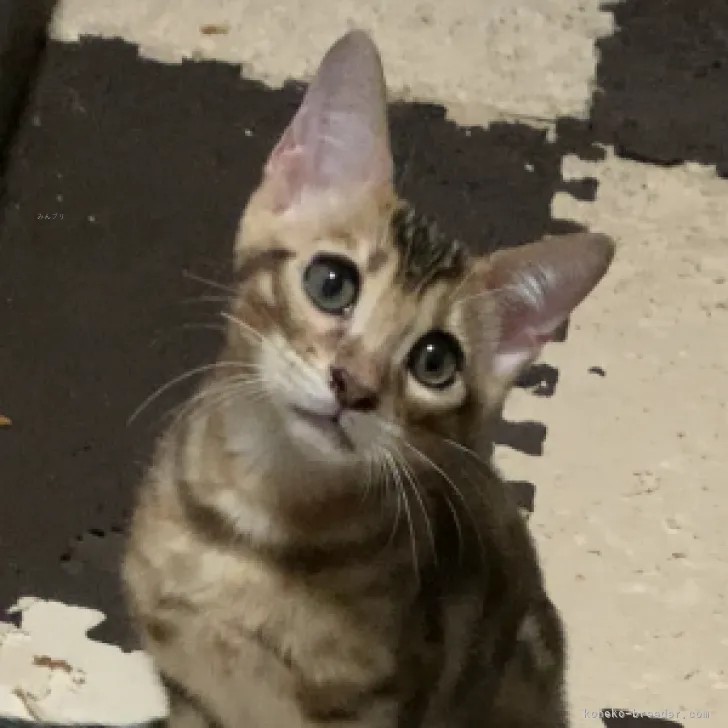 ID:2308-00486の子猫