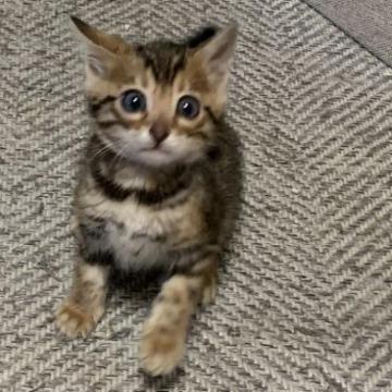 ベンガル【京都府・男の子・2023年1月9日・ブラウンスポテットタビー ロゼット】の写真「パパ似　ビックロゼット❤️」