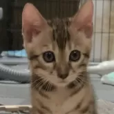 ベンガル【京都府・女の子・2024年5月22日・ブラウンスポテッドタビー】の写真1