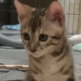 ベンガル【京都府・女の子・2024年5月22日・ブラウンスポテッドタビー】の写真2