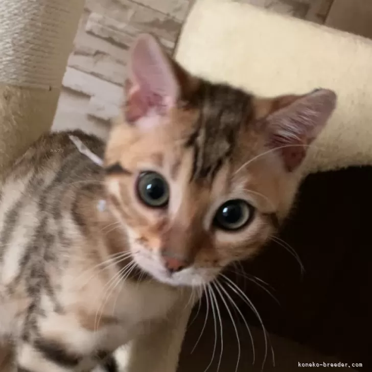 ID:2412-00833の子猫