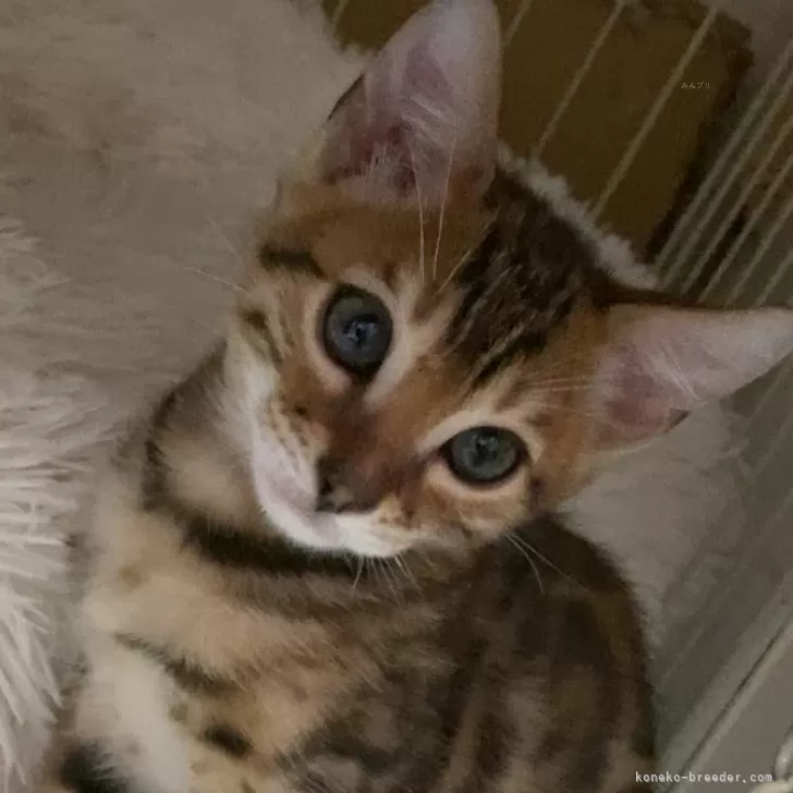 ID：2412-00836の子猫
