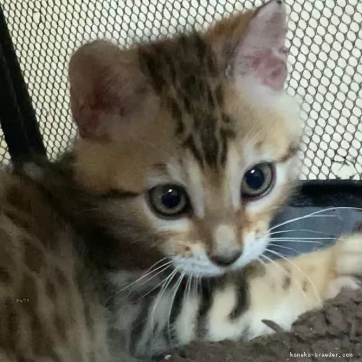 ID:2412-00829の子猫