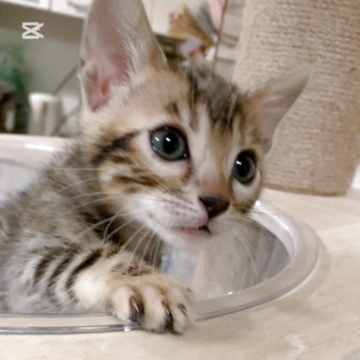 ベンガル【京都府・女の子・2025年10月1日・ブラウンスポテッドタビー】の写真「お顔めちゃくちゃかわいい🩷おんなのこ」