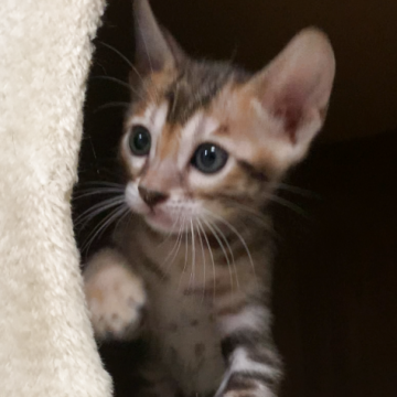 ベンガル【京都府・男の子・2025年10月1日・ブラウンスポテッドタビー】の写真「しっかりボディなわりに　少し控えめ❤️」