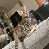 ベンガル