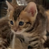 ベンガル