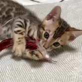ベンガル