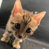 ベンガル