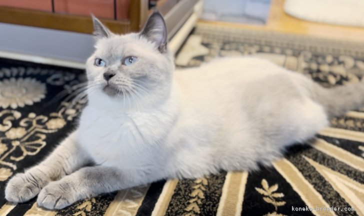 ブリティッシュショートヘア【・女の子・2022年3月18日・ブルーポイント】