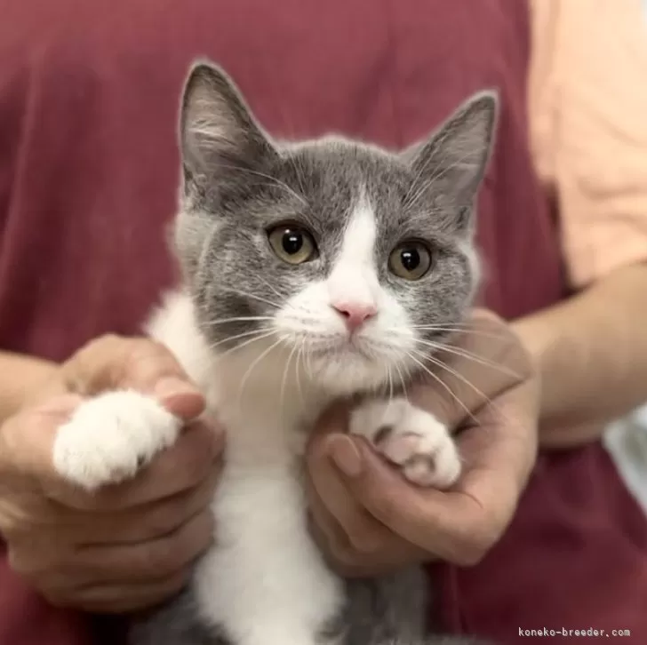 ID:2406-03628の子猫