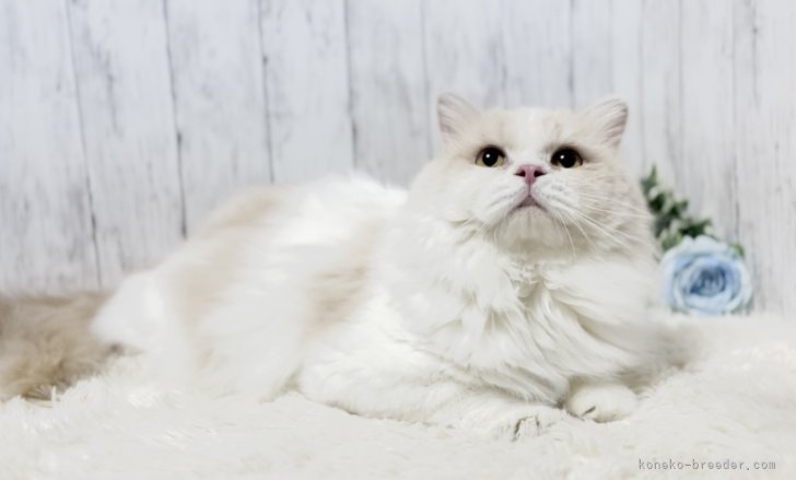 ブリティッシュロングヘア【・男の子・2021年10月14日・クリーム&amp;ホワイト】