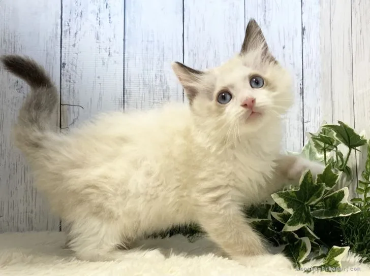 ID：2203-01515の子猫