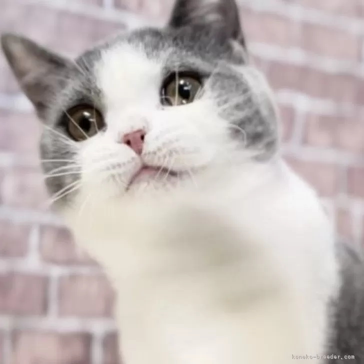 ID：2309-00136の子猫