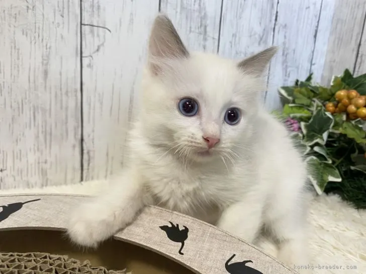 ID：2109-02804の子猫