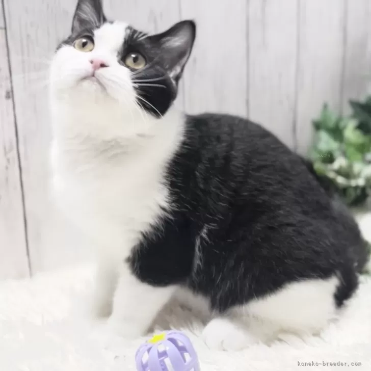 ID:2406-00923の子猫
