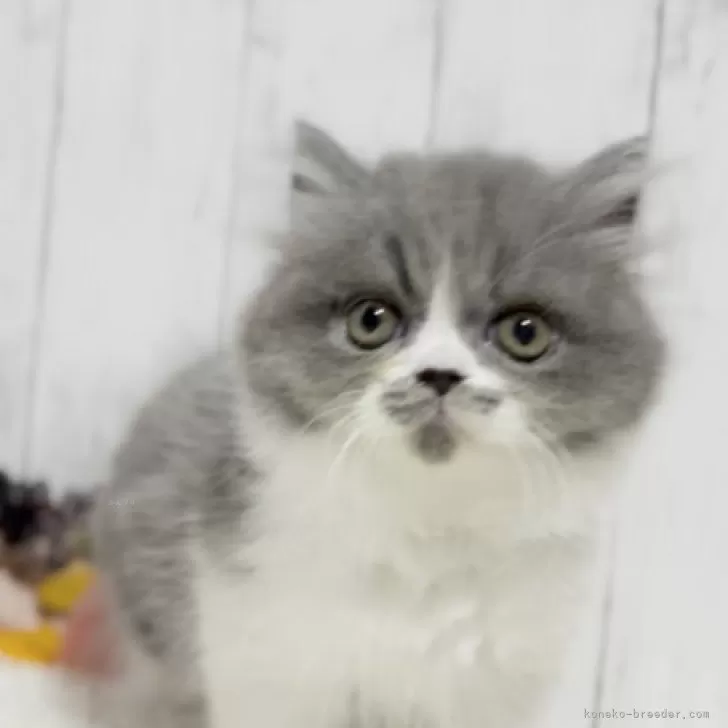 ID：2310-02277の子猫