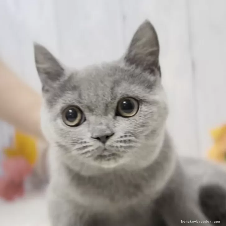 ID：2311-01751の子猫