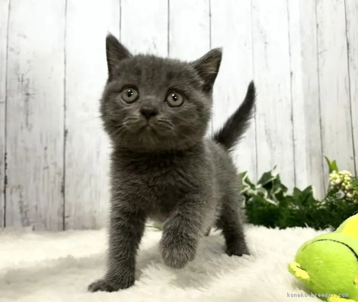 ID：2205-02970の子猫