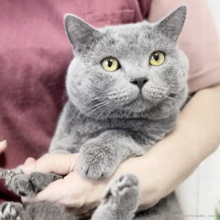 ID:2309-00125の子猫