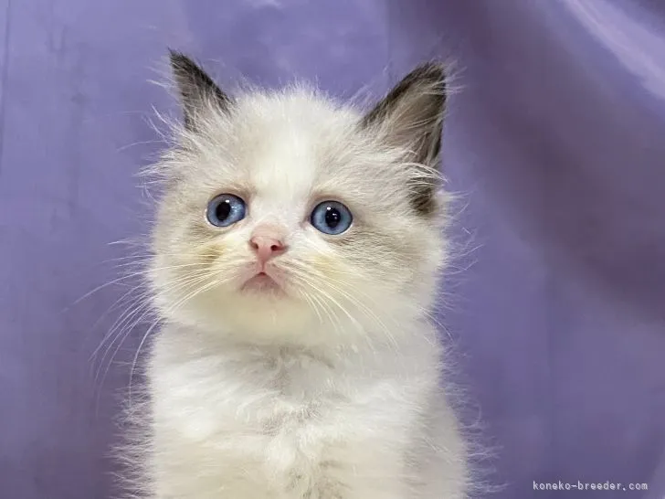 ID：2109-00397の子猫