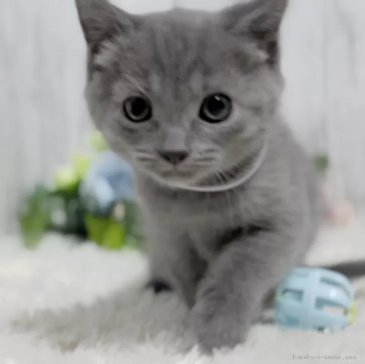 ID:2404-00248の子猫