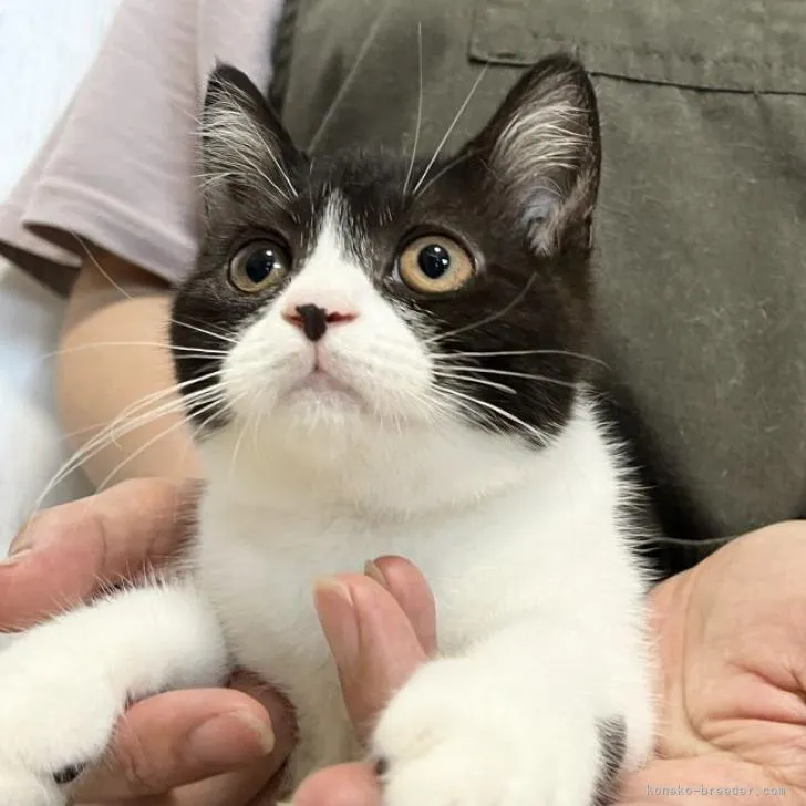 ID：2207-01602の子猫