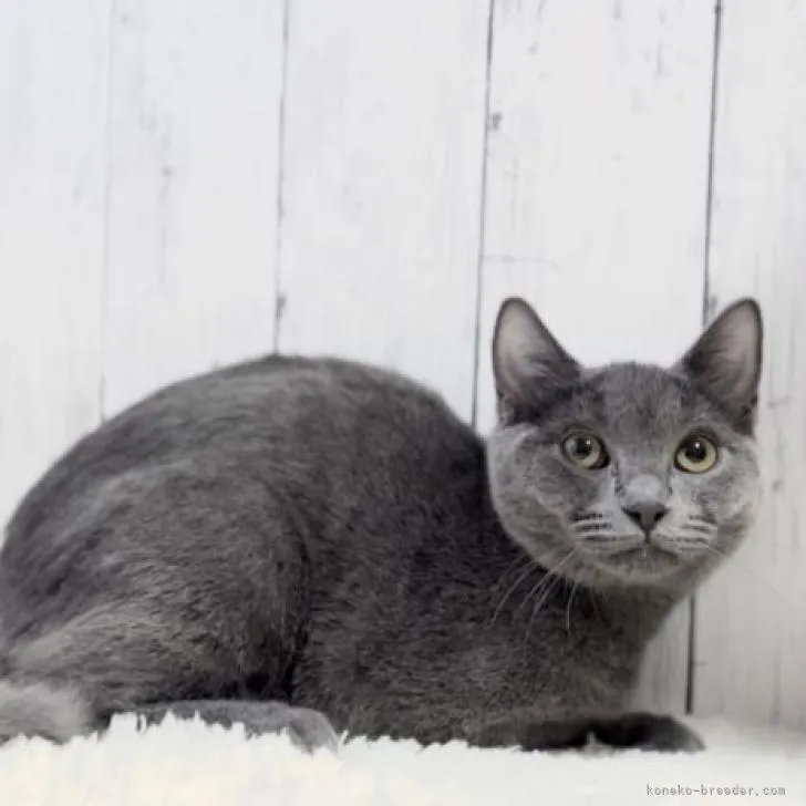 ID:2211-00344の子猫
