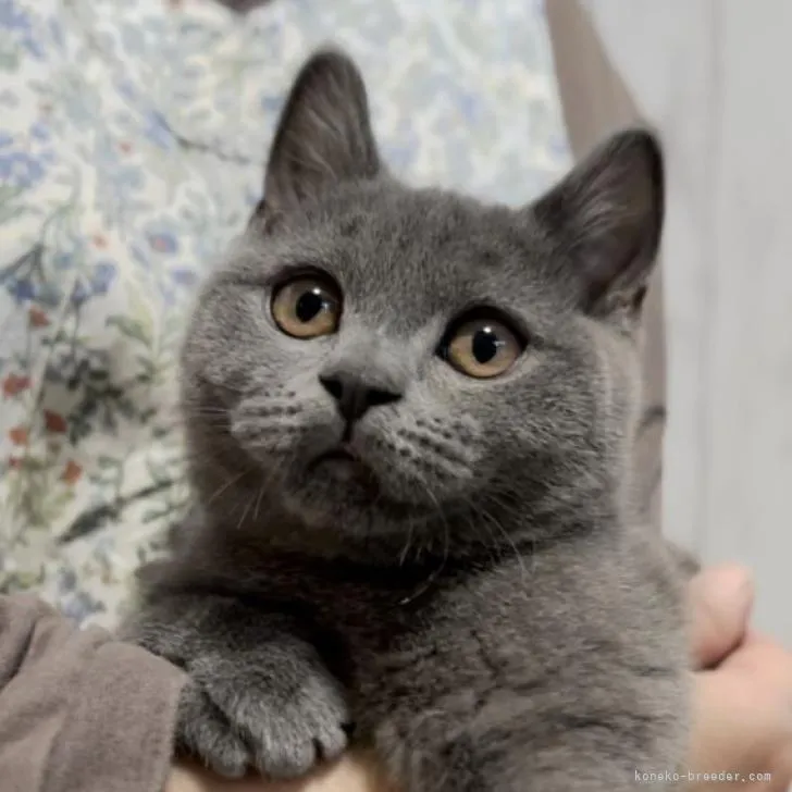 とくさん 様のお迎えした子猫