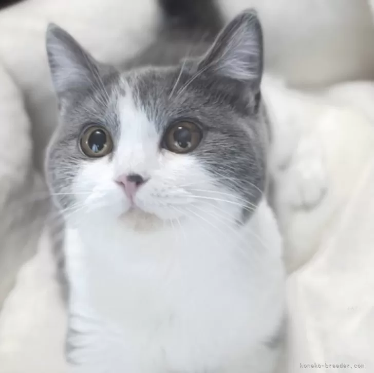 ID:2402-01622の子猫