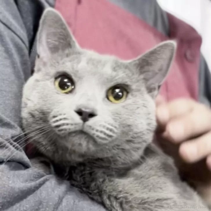 ID:2404-00456の子猫