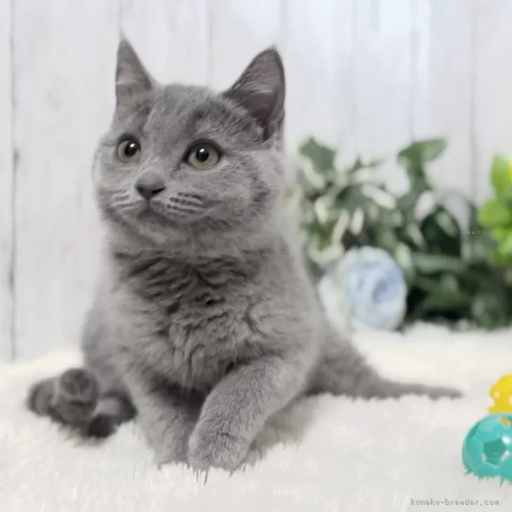 ID:2402-02038の子猫