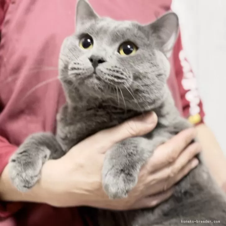 ID:2403-02543の子猫
