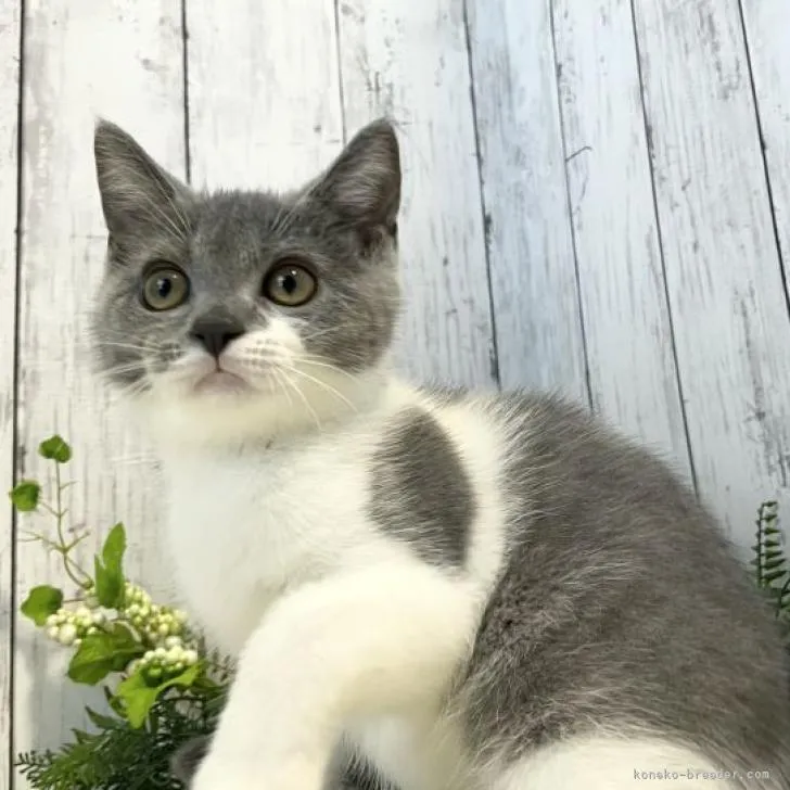 ID:2205-02688の子猫