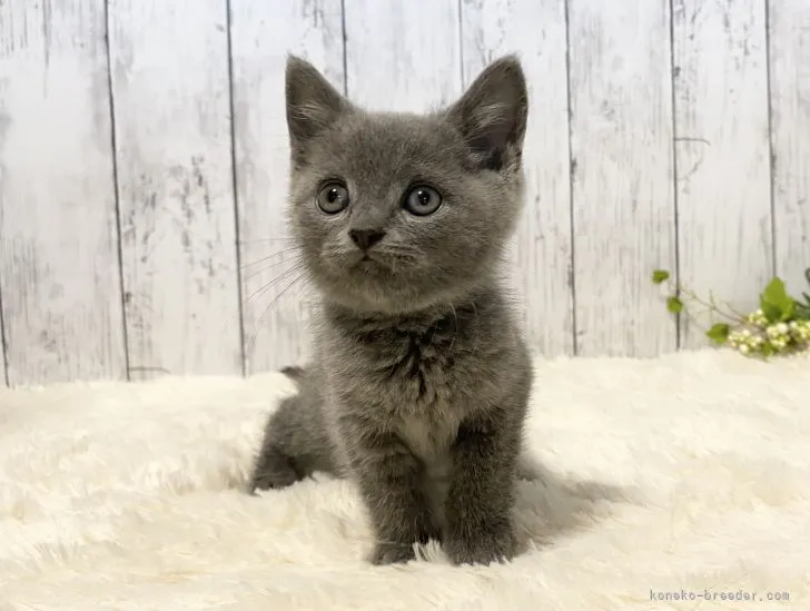 ID：2111-01745の子猫