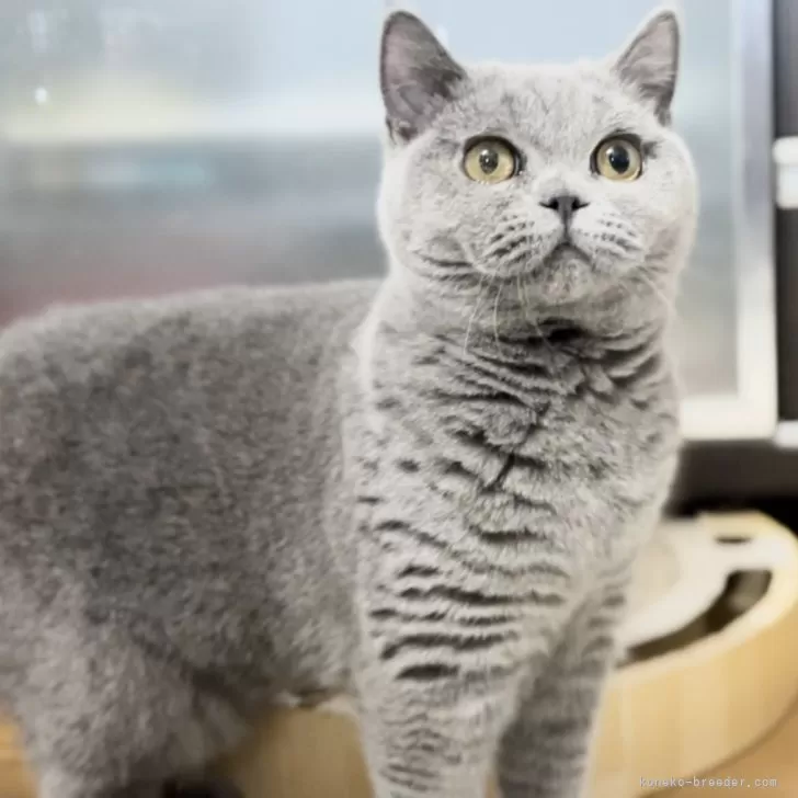 ID:2405-01885の子猫