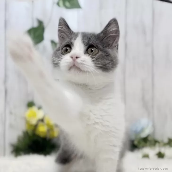ID:2407-00377の子猫