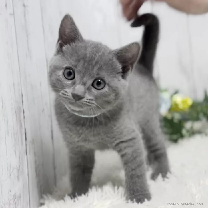ID:2404-00194の子猫
