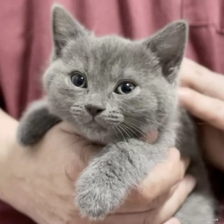 ID:2404-00250の子猫