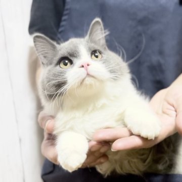 ブリティッシュショートヘア【静岡県・男の子・2024年7月13日・ブルー&ホワイト（ロングヘア）】の写真「【移転セール価格】❤️ロングヘアの可愛い男の子❤️」