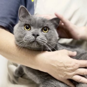 ブリティッシュショートヘア【静岡県・男の子・2023年4月13日・ブルー】の写真「❤️❤️クリクリおめめの可愛い男の子❤️❤️去勢済」