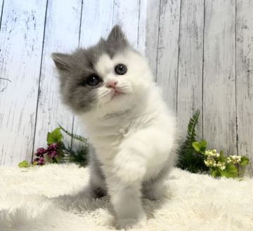 ブリティッシュショートヘア【静岡県・女の子・2022年4月11日・ブルー&ホワイト（ロング）】の写真「❤️ふわふわモコモコの可愛い女の子❤️」