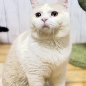 ブリティッシュショートヘア【静岡県・男の子・2024年4月7日・クリーム&ホワイト】の写真「【店舗移転セール】おしゃれな毛色の可愛い男の子💕」