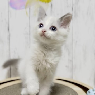 ラグドール【静岡県・女の子・2024年8月3日・ブルーポイントバイカラー】の写真「【移転セール価格】❤️ブルーの瞳が美しい女の子❤️」