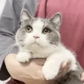 ブリティッシュショートヘア【静岡県・男の子・2023年11月14日・ブルー&ホワイト】の写真1