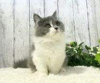ブリティッシュロングヘア