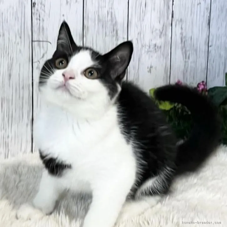 ID:2205-02958の子猫