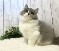 ブリティッシュロングヘア【静岡県・男の子・2021年10月21日・ブルー&ホワイト】の写真2