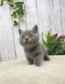 ブリティッシュショートヘア【静岡県・男の子・2021年4月20日・ブルー】の写真2