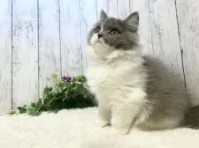 ブリティッシュロングヘア【静岡県・男の子・2021年10月21日・ブルー&ホワイト】の写真3